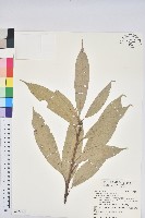 藏品(短尾葉石櫟、嶺南柯`東南石櫟)的圖片