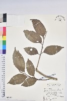 藏品(臺灣假黃楊)的圖片