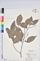 藏品(臺灣假黃楊)的圖片