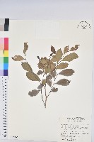 藏品(細葉饅頭果)的圖片