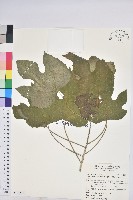 藏品(蟲屎)的圖片