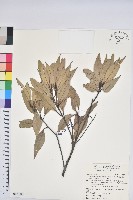 藏品(杏葉石櫟、校栗、校櫟)的圖片