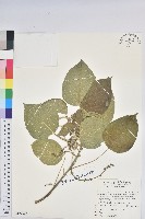 藏品(花蓮鐵莧、臺東鐵莧)的圖片