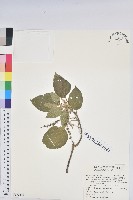 藏品(花蓮鐵莧、臺東鐵莧)的圖片