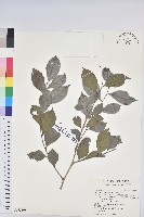 藏品(細葉饅頭果)的圖片