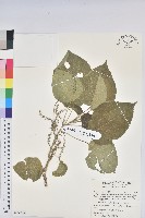 藏品(花蓮鐵莧、臺東鐵莧)的圖片