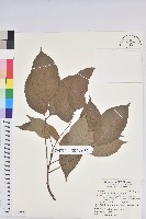 藏品(茄苳、重陽木)的圖片