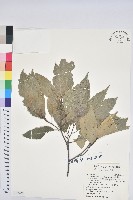 藏品(臺灣苦櫧)的圖片