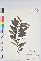 藏品(菲律賓饅頭果)的圖片