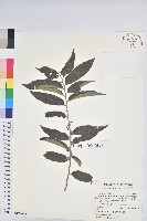 藏品(菲律賓饅頭果)的圖片