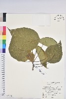 藏品(血桐)的圖片
