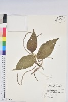 藏品(屏東鐵莧)的圖片