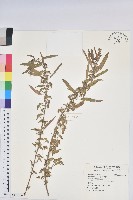 藏品(鐵莧菜)的圖片