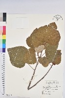 藏品(野桐)的圖片