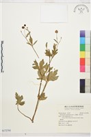 藏品(水辣菜、禺毛茛)的圖片