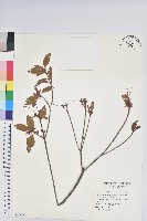 藏品(金毛杜鵑)的圖片