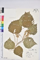 藏品(蟲屎)的圖片