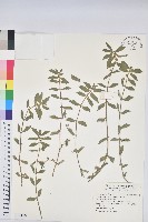 藏品(飛揚草)的圖片