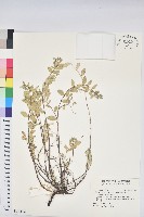 藏品(濱大戟)的圖片