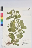 藏品(印度鐵莧)的圖片