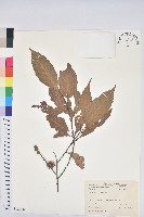 藏品(臺灣苦櫧)的圖片