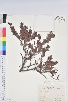 藏品(大葉越橘、來特氏越橘)的圖片