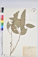 藏品(南仁鐵色)的圖片