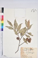 藏品(星刺栲、短刺錐粟)的圖片