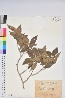 藏品(南燭)的圖片