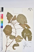藏品(臺灣鐵莧)的圖片