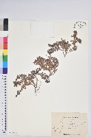 藏品(高山白珠樹)的圖片