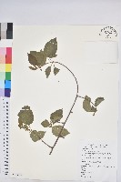 藏品(扛香藤)的圖片