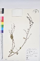 藏品(土密樹)的圖片