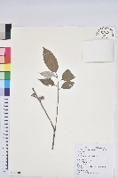 藏品(白背櫟)的圖片