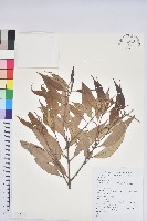 藏品(杏葉石櫟、校栗、校櫟)的圖片