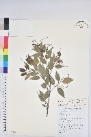 藏品(長尾栲、長尾柯、長尾尖葉櫧)的圖片