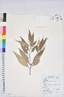 藏品(杏葉石櫟、校栗、校櫟)的圖片