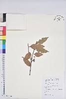 藏品(毽子櫟)的圖片