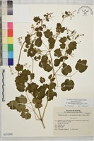 藏品(東亞唐松草)的圖片