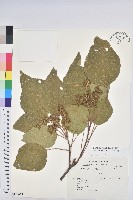 藏品(野桐)的圖片