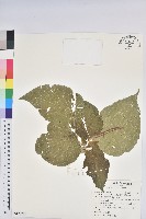 藏品(紅頭鐵莧、蘭嶼鐵莧)的圖片