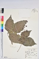 藏品(茄苳、重陽木)的圖片