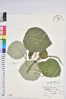 藏品(圓葉血桐)的圖片