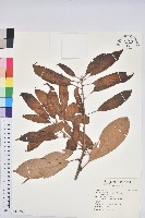 藏品(大葉石櫟、大葉校栗)的圖片