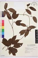 藏品(厚葉鐵線蓮)的圖片