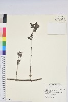 藏品(紅仔珠)的圖片