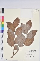 藏品(細葉饅頭果)的圖片