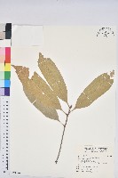 藏品(大葉石櫟、大葉校栗)的圖片