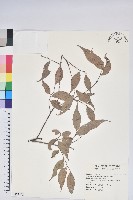 藏品(巒大越橘)的圖片