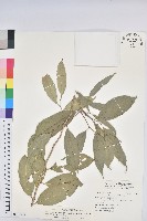 藏品(臺灣假黃楊)的圖片